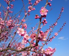 梅の花とともに…