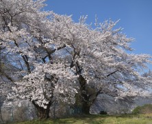 4月 フォトグラフ