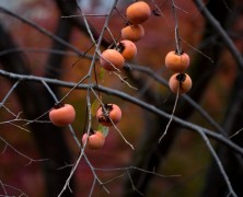 11月フォトグラフ