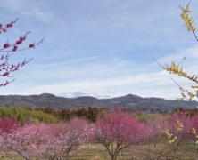 2月フォトグラフ