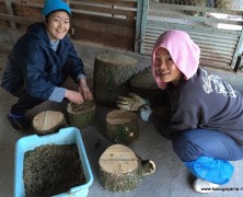 仲良し班4班でキノコを育てる【春日山】