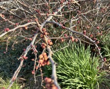 2月フォトグラフ