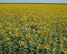 オレンジ園なう　【ブラジル】