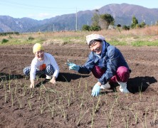 我が家の玉葱定植 【内部川】