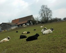 スイスにも春が来たよ♫