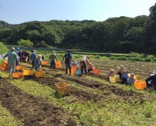 磯部農場  じゃが芋初収穫！