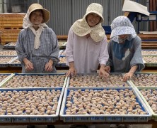 紀南実顕地梅干し交流