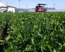 新茶刈り