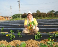 サツマイモの苗植え真っ只中【春日山】