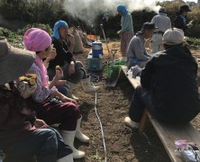 今年のさつま芋収獲は格別！