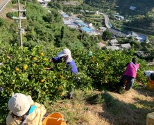 六川みかん収穫始まる