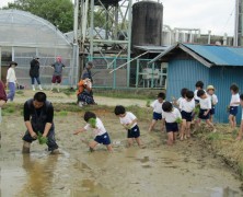 5月4日　田植えやりました。