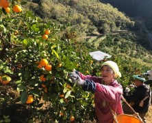 50’S in 六川実顕地   みかん収・穫・の旅