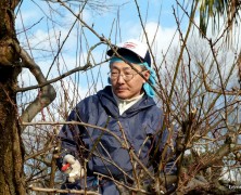 中島さんが梅の木の剪定をしてます！