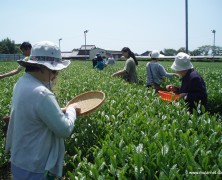 「新茶」ふるさと村　in　美里