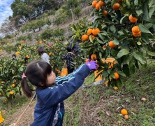 子供たちとみかん収穫