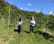 飯田Gりんご🍎の摘果作業行って来ました。