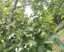 りんご、仕上げ摘果はじまる【飯田】