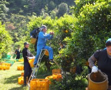 再度、南紀御浜農場へ甘夏収穫！