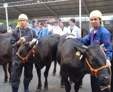 松阪仔牛市せり市場【豊里】