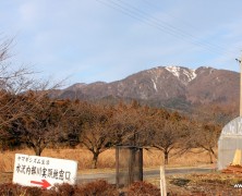 稲越さんの桜