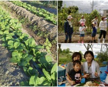 ワーイ、白菜が大きくなってるよ！！