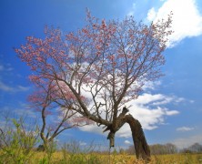 フォトグラフ5月(2017年）