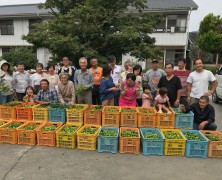 スダチ収穫in観音寺