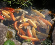 六川の鯉、豊里へ