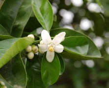 ミカンの花の香りに包まれて【六川】