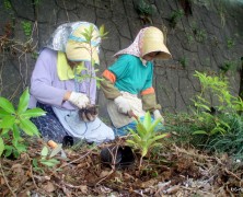 照葉樹の植樹 その2【豊里】