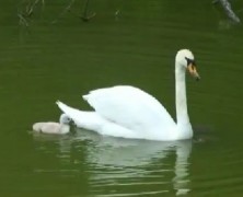 白鳥の雛【豊里】