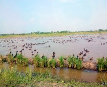 田んぼの広さに驚いた～タイ実顕地～