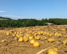 ジャガイモ収穫も終盤です【夕張】